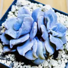 多肉植物 ⭐️クリスペートビューティー⭐️韓国苗育成 抜き苗 d83のサムネイル