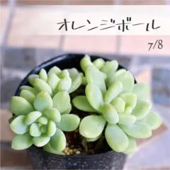多肉植物【オレンジボール】 ポットごと or 抜き苗 6㎝ポットのサムネイル