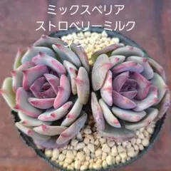 2026年最新】ストロベリーミルククラウンの人気アイテム - メルカリ