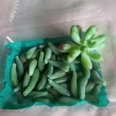 ☆乙女で可愛い多肉植物★乙女心★ カット苗1個&葉20個のサムネイル