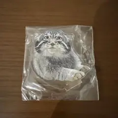 那須どうぶつ王国︰マヌルネコのアクリルスタンド
