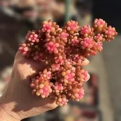 レッドベリー錦　3株抜き苗セット　お得　多肉植物　セダム　レア種
