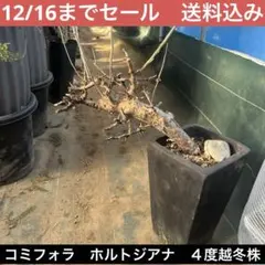 2025年最新】コミフォラ ホルトジアナの人気アイテム - メルカリ