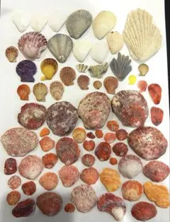 貝殻セット ヒオウギガイ　ピンク貝殻