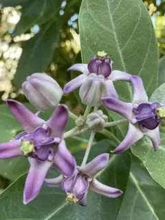 GWセール レア ホヤ Hoya aeschynanthoides サクララン - メルカリ