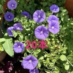 コンボルブルス　ブルーコンパクタ　20本のサムネイル