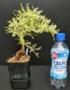 2025年最新】オペルクリカリア 斑入りの人気アイテム - メルカリ