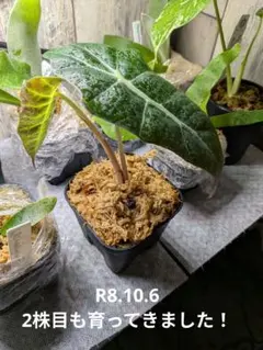 クワズイモ　抜き苗　特大株　アロカシア 観葉植物 アロカシア クワズイモ 抜き苗 - メルカリ