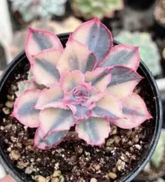 2026年最新】フローレンス錦の人気アイテム - メルカリ