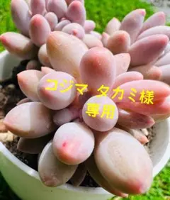 コジマ タカミ様 リクエスト 3点 1599-70=1529まとめ　おまけ付き