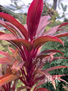 2026年最新】ドラセナ 赤の人気アイテム - メルカリ