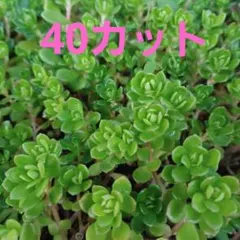 shiyoko様 リクエスト 2点 まとめ商品