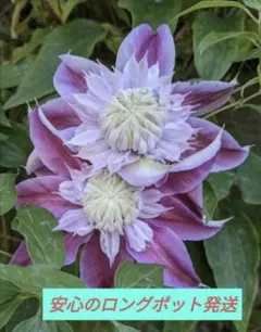 2025年最新】クレマチス 挿し木苗の人気アイテム - メルカリ