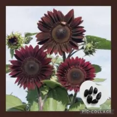 たか様 リクエスト 2点 まとめ商品