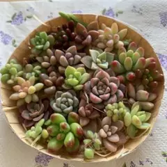 多肉植物カット苗いろいろ種類詰め合わせ 寄せ植えセット　①