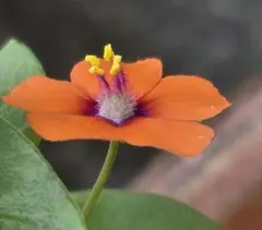 sagae様 リクエスト 2点 まとめ商品