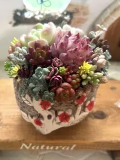 p*o様 ❤️多肉植物そのまま飾れる❤️寄せ植え❤️韓国鉢　うめ柄❤️