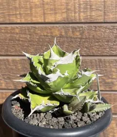 2025年最新】Cj アガベの人気アイテム - メルカリ