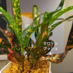 珍品 クロトン 362576-1.jpg