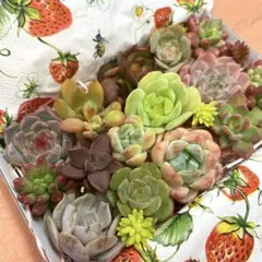 多肉植物⭐︎寄せ植えセットB⭐︎