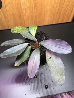 ブセファランドラ Sp パールグレイ TB PG ブセファランドラsp PG(旧パールグレイ) 群生株｜Yahoo!フリマ（旧