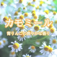 【ハーブの種】ジャーマンカモミール☆カミツレ 花の種子 約500粒！のサムネイル