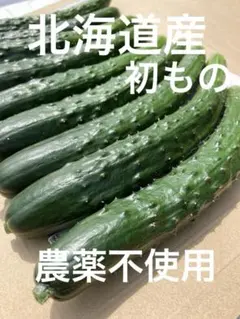 홋카이도 오이 네코포스