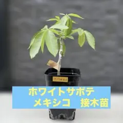 タイサンボク プラエコックス 蕾付 - メルカリ
