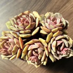 NEW❗️ 【レア種】大人気エケベリア　紫姫　大苗　美苗　群生　多肉植物❣️