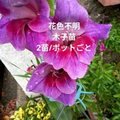 なっぷる専用 グラジオラス原種【ビザンティヌス】 球根 2株以上 花は
