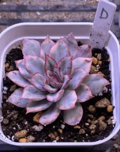 ちょこ様 リクエスト 3点 まとめ商品