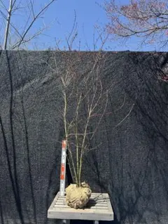 ①もみの木 ウラジロモミノキ 樹高210センチ 引取り歓迎 久喜市
