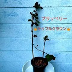 ジャンボブラックベリー　トリプルクラウン 　取り木　メルカリ便♪