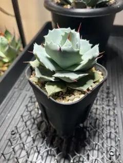 2026年最新】アガベカニの人気アイテム - メルカリ