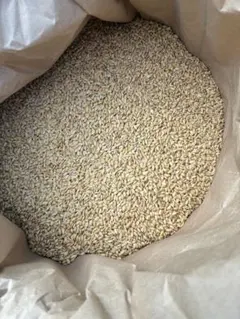 くず籾米 （風袋込み30kg 正味約29kg 破米 虫食米 未熟米 鳥餌