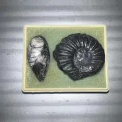 化石 三葉虫 アンモナイト シェルオパール オトドゥス・オブリークスの