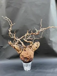 2025年最新】パキプス ベアルートの人気アイテム - メルカリ