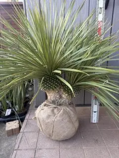 早いもの勝ち　ユッカ　ロストラータ　ま