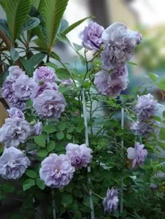 2026年最新】バラ挿し穂の人気アイテム - メルカリ