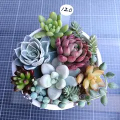 2026年最新】多肉植物 苗セットの人気アイテム - メルカリ