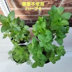 べっぴんしゃん様 リクエスト 2点 まとめ商品