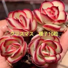 優飛mama様 リクエスト 3点 まとめ商品