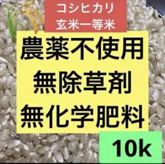 説明必読 R7年度 堆肥栽培 コシヒカリ 玄米24.8kg 超破格 訳あり米