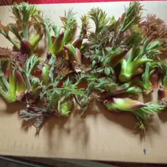 タラの芽大小18個くらいのサムネイル