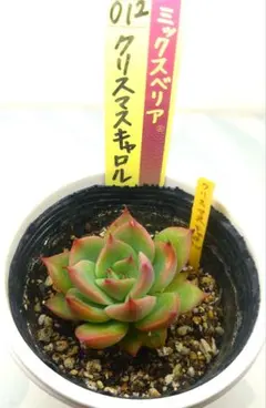 みーちゃん様 リクエスト 2点 まとめ商品