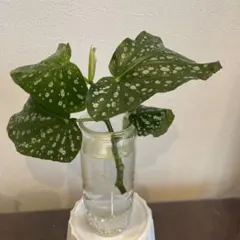 Begonia phoeniogramma 原種ベゴニア フォエニオグランマ ① - メルカリ