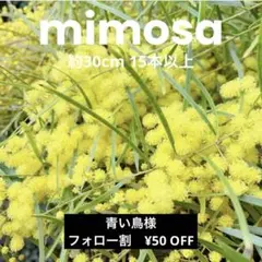ミモザフレッシュ　ブリスベン　30cm15本以上　ドライフラワー　リース　アクセ