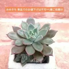 みゆきち 単品でのお値下げは不可^^;様ご依頼分 フランボワーズマカロン他