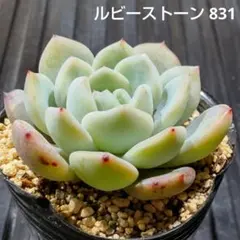 ルビー ストーン 831 エケベリア 多肉植物 抜き苗