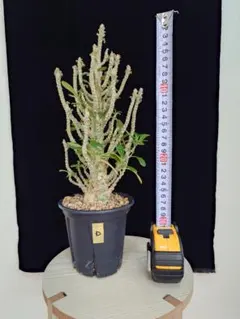 ドルステニアギガス　本日限定特価10/10 ドルステニアギガス | STORES